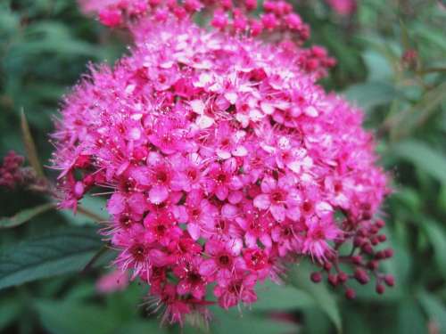 Flowerhead Florets Pink Bright Small Delicate