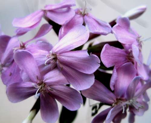 Flowerhead Florets Daintey Pink Soapwort Herb