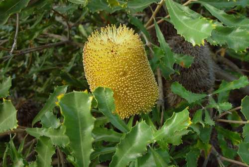 Flowering Yellow Flower Banksia Flowers Plants