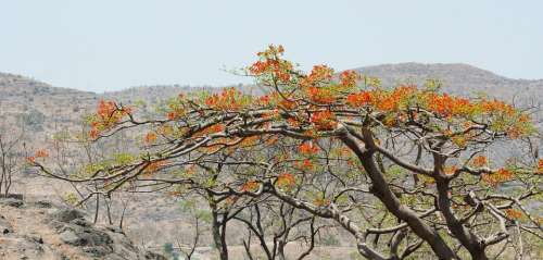 Flowering Tree Tree Orange Blossom India Nature