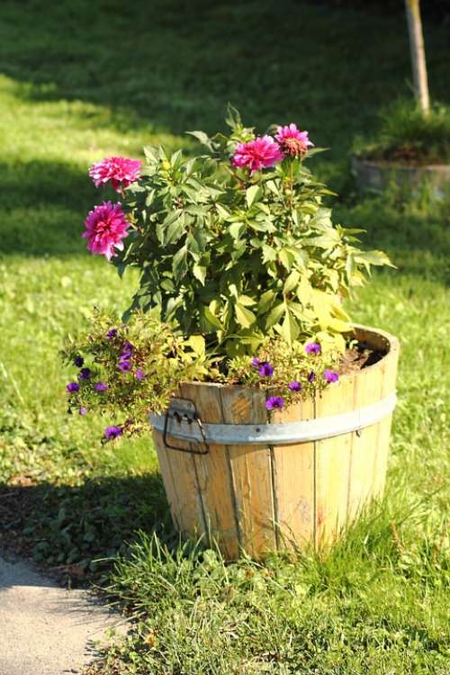 Flowerpot Flowers Plant Barrel Ton