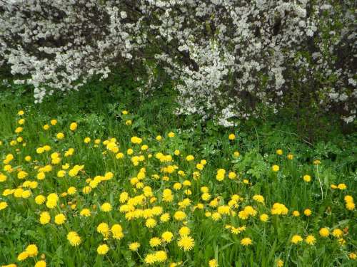 Flowers Blütenmeer Dandelion Yellow White Grass