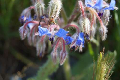 Flowers Blue Blossom Bloom Purple Pointed Flower