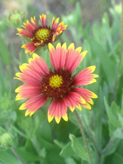 Flowers Red Yellow Beach Flowers Nature