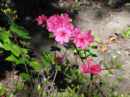 Flowers Pink Spring Rose Flower Bloom Pink Rose