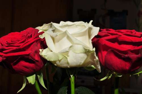 Flowers Red Flower Ros White Rose