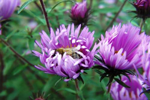 Flowers Asters Violet With Wasp