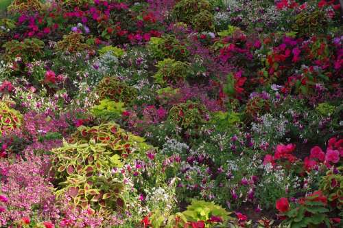 Flowers Colorful Plant Bloom Summer Nature