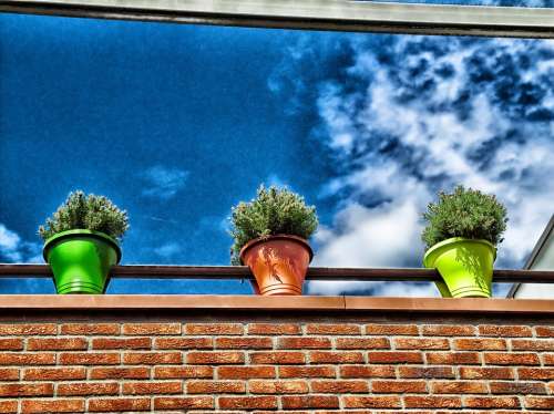 Flowers Plants Flower Pots Building Ledge Sky