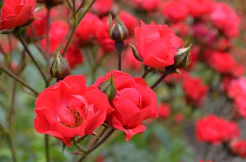 Flowers Rose Red Plant