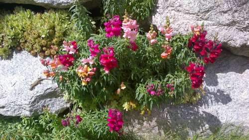 Flowers Flower Spring Flowers Nature Bloom