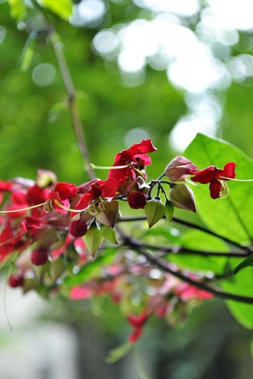 Flowers Red Flowers Blossom Blossoms Nature Plants