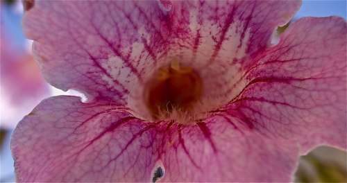 Flowers Garden Autumn Nature Vegetable