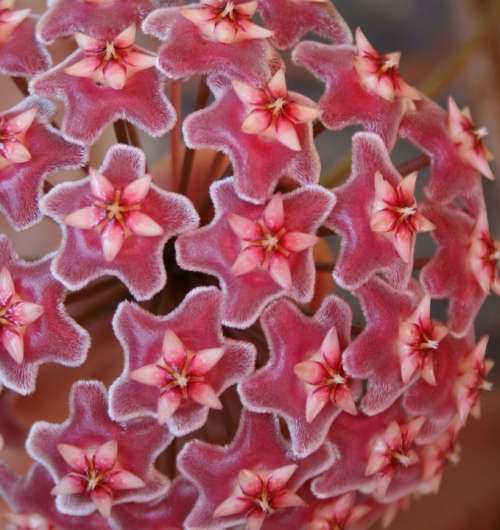 Flowers Head Individual Tiny Hoya Shades Of Pink