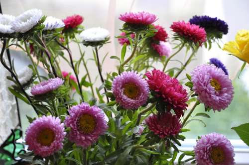 Flowers Colorful Blossom Bloom Purple Pink