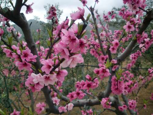 Flowers Almond Tree Pink Bloom