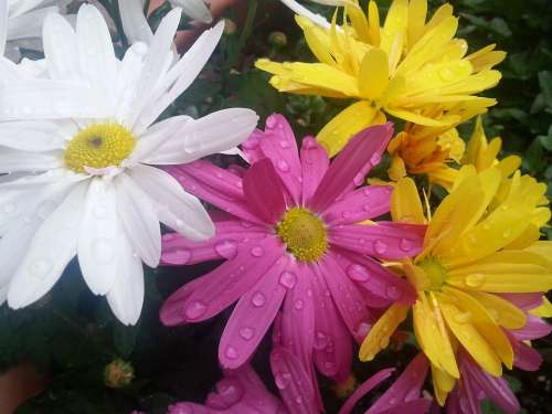 Flowers Colorful Raindrop Drip