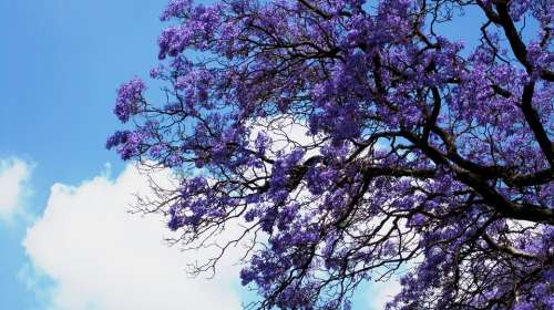 Flowers Jakaranda Purple Clusters Trumpet Shaped