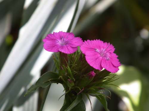 Flowers Clove Pink Purple Flower Inflorescence