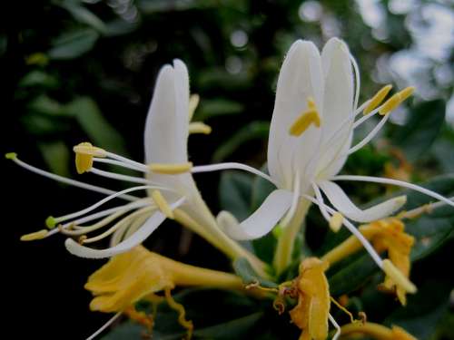 Flowers Honeysuckle White And Yellow Tubelike