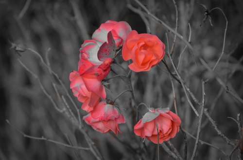 Flowers Flower Plants Nature Macro Background