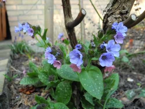 Flowers Blue Lungwort Garden
