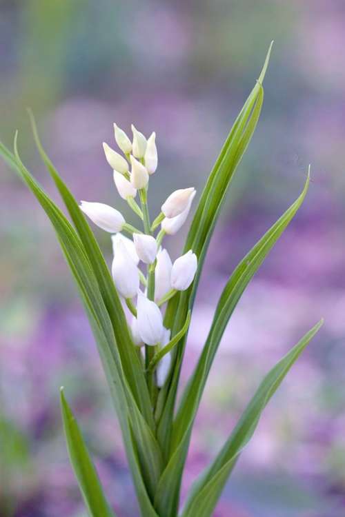 Flowers Macro Nature Lilies White