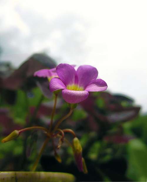 Flowers Flower Grass Green Petal Petals Stem