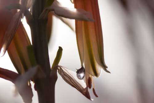 Flowers Plant Drip Backlighting Tender Fine