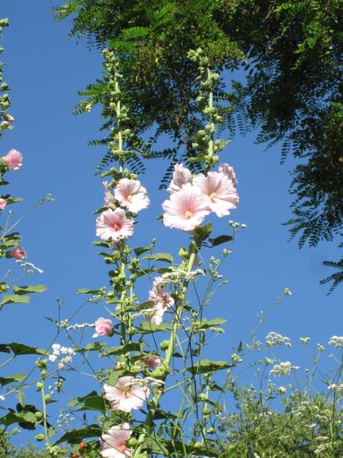 Flowers Pink Pink Flower Nature Garden Peradeniya