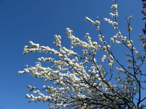 Flowers Sky Plant Blossom Bloom Blue White
