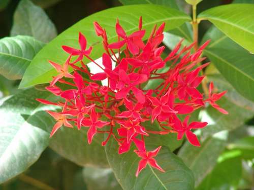 Flowers Tropical Color Red