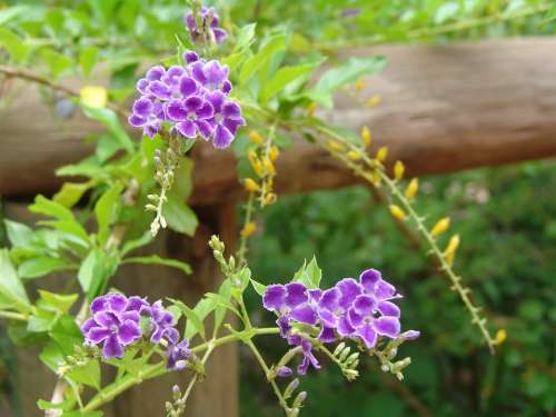 Flowers Tropical Color Purple