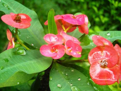 Flowers Ephorbia Red Leaf Green Plants Plant