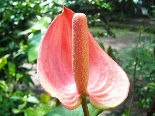 Flowers Anthurium Crystallinum Red Ear Elephant