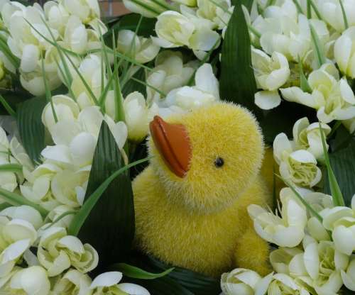 Flowers Ducky Spring
