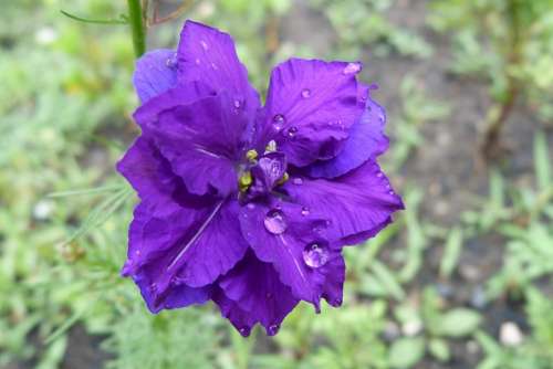 Flowers Nature Dew Drop Violet Summer Macro