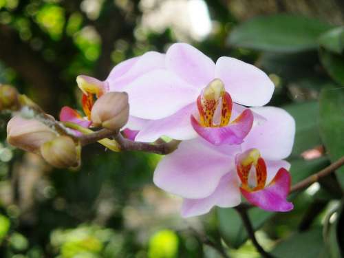 Flowers Orchid Purple