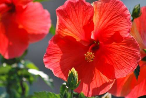 Flowers Orange Hibiscus Pretty Summer Bright