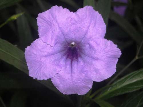 Flowers Pletekan Ruellia Tuberosa Purple Leaf