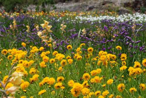 Flowers Field Wild Nature Colorful Yellow Green