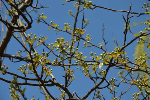 Flowers Buds Tree Spring Green Branches Sky