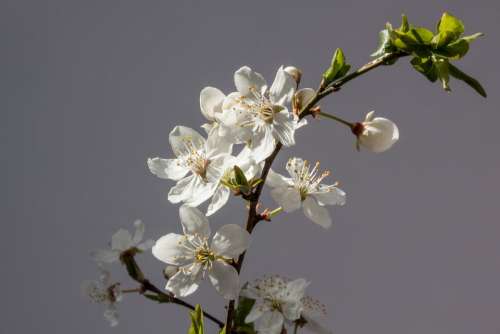Flowers White Mirabelle Prunus Domestica Subsp Syria