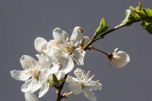 Flowers White Mirabelle Prunus Domestica Subsp Syria
