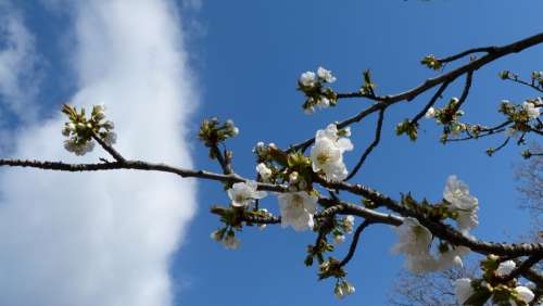 Flowers Nature Branch Cherry Flowering Spring Sky