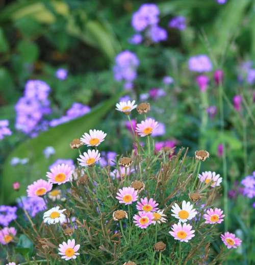 Flowers Daisies Pink Verbena Purple Garden