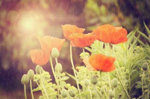 Flowers Flower Rain Weather Natural Nature Spring