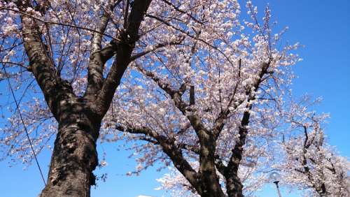Flowers Cherry Blossoms Landscape