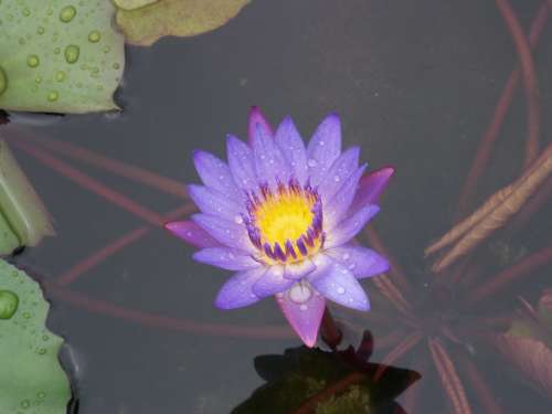 Flowers Nature Lotus