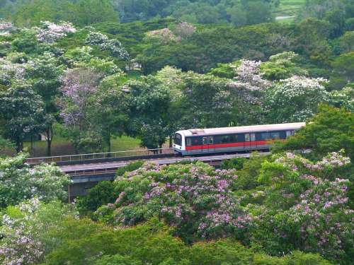 Flowers Trees Tabebuia Rosea Blossoms Blooming